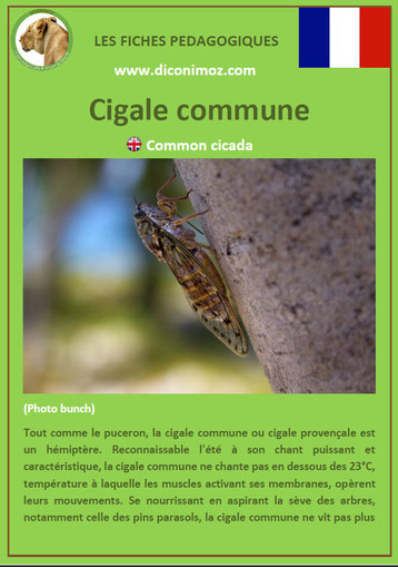 fiche animaux pdf insectes cigale commune à telecharger et a imprimer