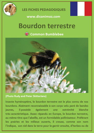 fiche animaux pdf insectes bourdon terrestre à telecharger et a imprimer