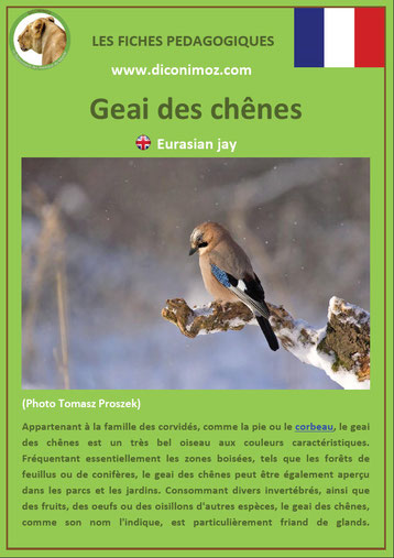 fiche animaux oiseaux pedagogiques geai des chenes foret a telecharger et a imprimer