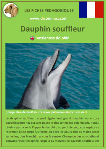 fiche animaux pedagogiques mammiferes marins pdf dauphin souffleur a telecharger et a imprimer