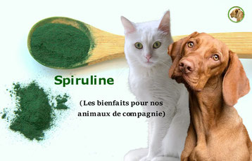 les bienfaits de la spiruline sur nos animaux de compagnie