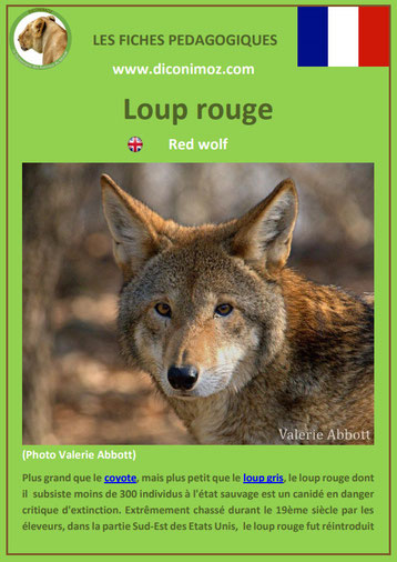 fiche animaux pdf pedgogique loup rouge a telecharger et a imprimer