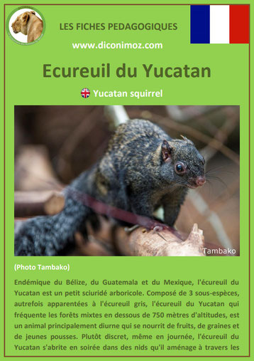 fiche animaux ecureuil du yucatan taille poids habitat longevite repartition comportement