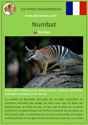 fiche animaux pdf australie numbat a telecharger et a imprimer