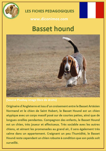 fiche animal animaux chien basset hound comportement origine caractere sante