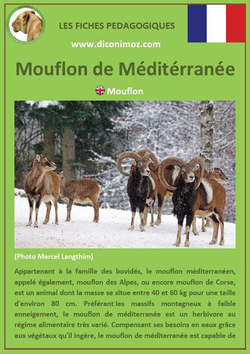 fiche animaux pédagogiques des montagnes francaises mouflon de mediterranee