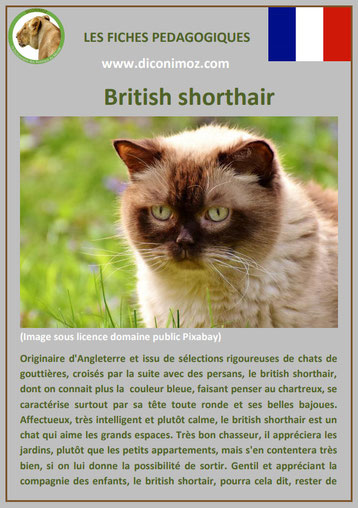 fiche chat pdf race british shorthair comportement caractere origines poil sante couleur