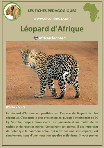 fiche animaux pdf afrique leopard panthere à telecharger et a imprimer