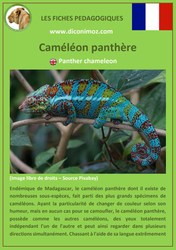 fiche animaux de madagascar pdf pedagogique cameleon panthere a telecharger et a imprimer