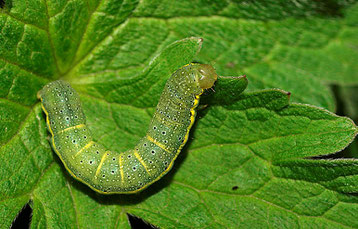 chenille verte noctuelle potagère