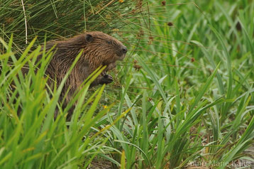 fiche castor fact beaver