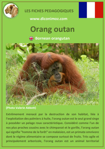 fiche animaux pedagogique singe orang outan pdf a telecharger et a imprimer