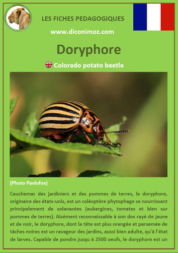 fiche animaux pdf insecte doryphore à telecharger et a imprimer