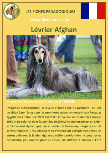 fiche chien pdf race levrier afghan comportement origine caractere soin poil