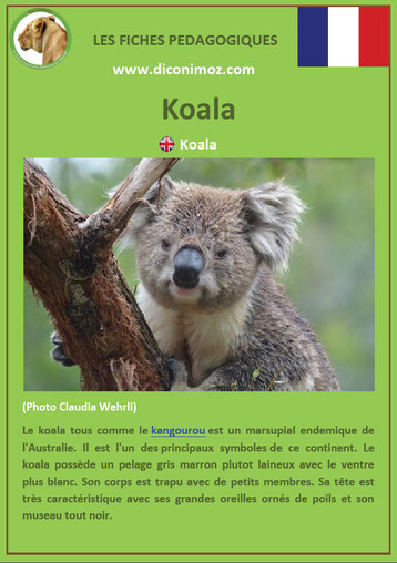 fiche animaux australie pdf koala a telecharger et a imprimer