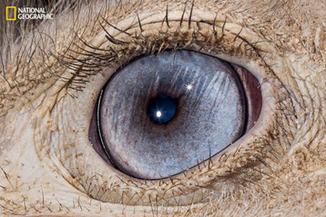 yeux animaux oiseaux jeu