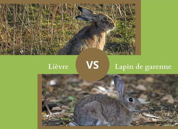 ne confondez plus le lievre et le lapin de garenne