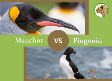 ne confondez plus le manchot et le pingouin