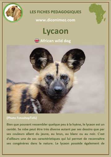 fiche animaux pdf afrique lycaon à telecharger et a imprimer