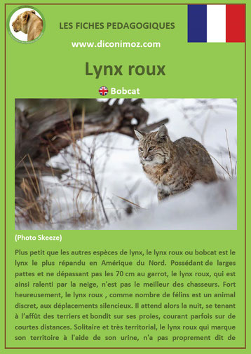 fiche animal animaux canada lynx roux à télécharger et a imprimer