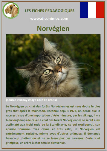 fiche chat race norvegien forets de norvege origine comportement caractere poil sante