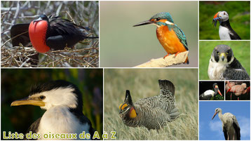 fiches animaux liste des oiseaux taille poids habitat repartition longevite alimentation reproduction