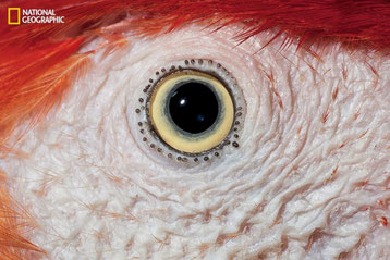 yeux animaux mammiferes animals eyes