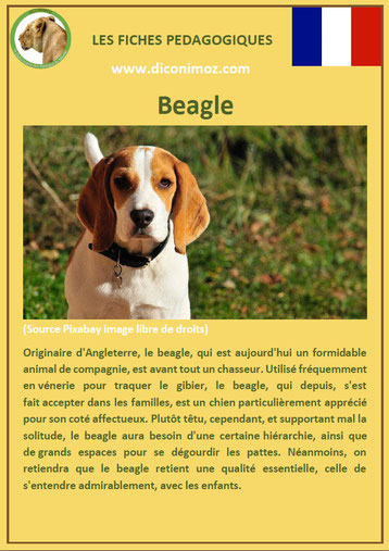 fiche chien pdf pedagogique beagle origine caractere comportement