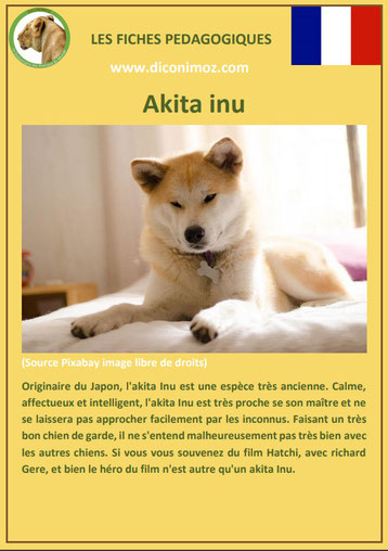 fiche pedagogique animaux animal de compagnie chien akita inu caractere origine