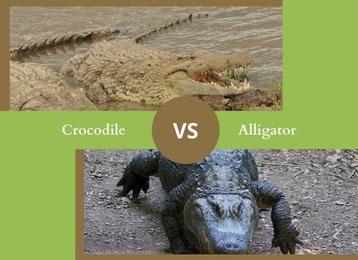 crocodile vs alligator ne plus confondre