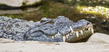 crocodile vs alligator confondre