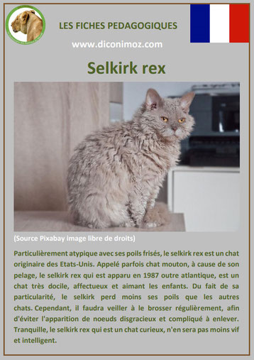 fiche chat race selkirk rex comportement origine caractere poil sante