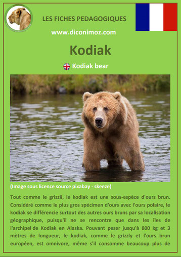 fiche animaux pdf ours kodiak a telecharger et a imprimer