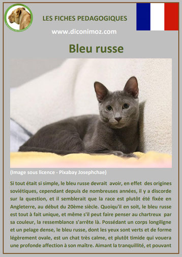 fiche chat pdf race bleu russe comportement caractere origines poil sante couleur