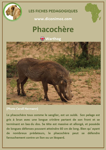 fiche animaux pedagogique pdf afrique phacochere a telecharger et a imprimer