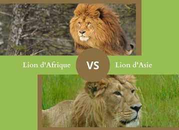 ne confondez plus le lion d'afrique et le le lion d'asie