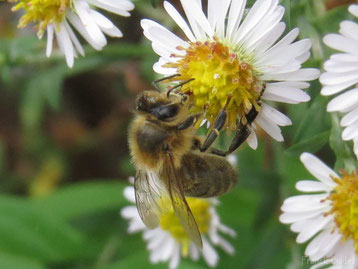 fiche animaux abeille contre guepe insectes reconnaitre