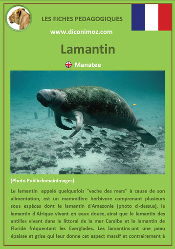 fiche animaux pdf lamantin mammiferes marin a telecharger et a imprimer