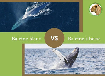 ne confondez plus la baleine bleue et la baleine a bosse