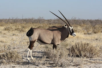 fiche animaux oryx gazelle vs oryx algazelle