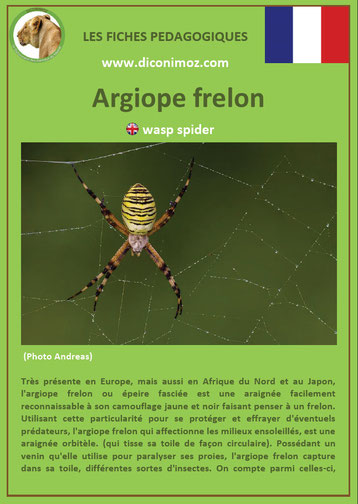 fiche animaux pdf insectes argiope frelon à telecharger et a imprimer