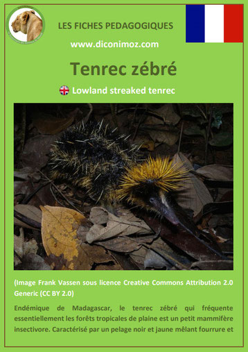 fiche animaux de madagascar pdf pedagogique tenrec zebre a telecharger et a imprimer 