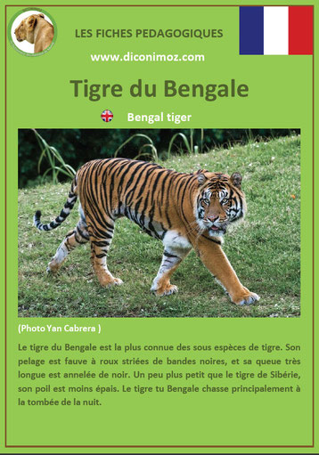 fiche animaux pdf felins tigre du bengale a telecharger et a imprimer