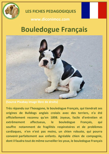 fiche chien pdf bouledogue francais caractere origine comportement poil