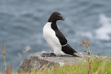 ne confondez plus le pingouin et le manchot 