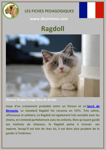 fiche chat race ragdoll comportement origine caractere poil sante