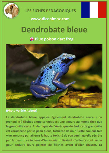 fiche animaux amazonie pdf pedagogique dendrobate bleue a telecharger et a imprimer