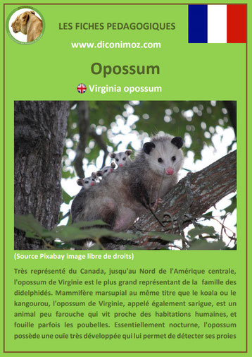 fiche animaux pedagogique canada quebec opossum de virginie a telecharger et a imprimer