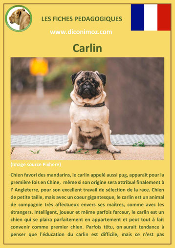 fiche race chien pdf carlin comportement origine caractere poil sante