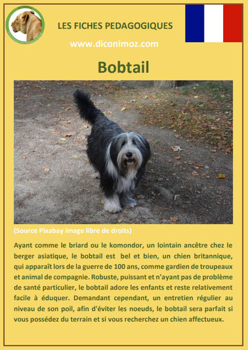 fiche chien pdf bobtail caractere origine comportement poil